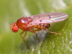 Vinegar Fly